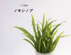 2025年最新】ノキシノブの人気アイテム - メルカリ