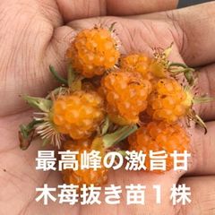 ⭐️⭐️紅葉苺抜き苗(大)1株⭐️⭐️ 最高峰の絶品極旨極甘な木苺苗　もみじいちご　モミジイチゴ　木苺　キイチゴ　きいちご　木いちご　木イチゴ　ラズベリー　ワイルドベリー