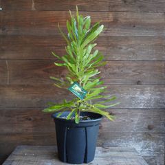 バンクシア　”セラータ”　オージープラン　現物発送