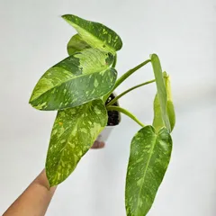 2025年最新】フィロデンドロン 斑入りの人気アイテム - メルカリ