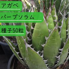 【種子】アガべ 　パープソラム 種子50粒