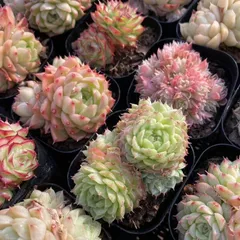 2025年最新】多肉植物エケベリア群生の人気アイテム - メルカリ 2025年最新】多肉植物エケベリア群生の人気アイテム - メルカリ