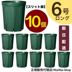 hiroakin➀アリアドネ大苗　６号スリット鉢モ4芽 NEgamieruネガミエル 浅岡園芸さんの透明スリット鉢4号 | Garden