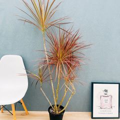 現品　ドラセナ　コンシンネ　トリカラー　観葉植物　インテリア　室内　大型 現品］92番 ドラセナ コンシンネ トリカラー 観葉植物 室内 8号