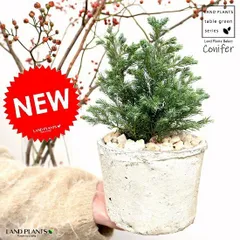 コニファー（ボールバード） 白色 モスポット シリンダー型 陶器鉢（天然砕石） ブルーバード ヒノキ クリスマスツリー シンボルツ