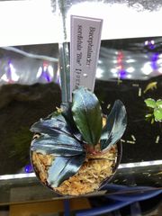 ブセファランドラ ソルディデュラ ブルー　B Bucephalandra sordidula blue