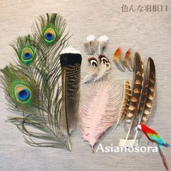 ■【色んな羽根11】フェザー 羽 孔雀 インテリア スワッグ 鳥の羽根 孔雀