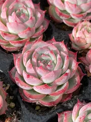 C742　粉月影　50苗セット　多肉植物　土根付き　エケベリア　サボテン　韓国苗 新入荷 粉月影 鮮やかな50苗セット 土と根付き 多肉植物