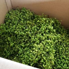 予約　天然山菜・小さい山椒の実３ｋｇ(大小バラ詰め)