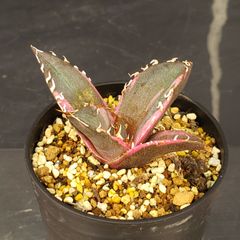 J611【自社養生株】アガベチタノタ　白鯨（斑入り・発根株・鉢植え）【多肉植物】
