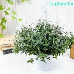 2024年最新】蔓性植物の人気アイテム - メルカリ