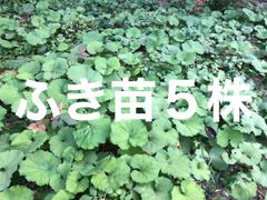 セール‼️岩手県産 天然葉わさび苗 5本 根付き - メルカリ