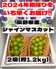 シャインマスカット　長野県産　2房　約1.2kg　産地直送　お中元　贈答用