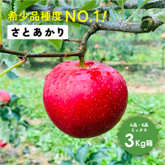 幻の林檎「さとあかり3キロ箱A品B品」農林水産大臣賞 りんご 長野県産 安曇野 信州産 産地直送 送料無料 3キロ 箱使用 果物 フルーツ 鮮度抜群 産地直送