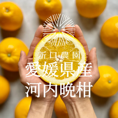 【産地直送】愛媛県八幡浜産 【河内晩柑】 3kg