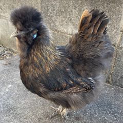 黒烏骨鶏の有精卵 3個｜濃厚な味・美容健康に - メルカリ