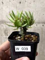 ユーフォルビア ムランジーナ 実生 多肉植物 サボテン 塊根植物 コーデックス 🌟超希少品種『ユーフォルビア ムランジーナ』🌟 ⁡ いつも
