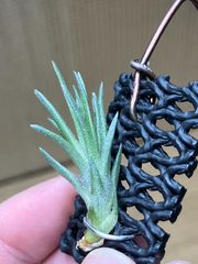 【ネコポス】チランジア ネグレクタ ルブラ Tillandsia neglecta 'Rubra' 　キンクマ農園☆T0103