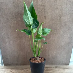クワズイモ⑤　現品  Alocasia odora アロカシア アローカシア オドラ 出世芋 イモ 芋  観葉植物 観葉 植物 インテリア プレゼント おしゃれ かわいい 母の日  グリーン アートプランツ