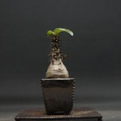 "Pachypodium Windsorii" パキポディウム ウィンゾリー 管理2154