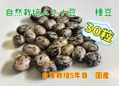 晴れの国岡山産ムクナ豆【八升豆】10kg‼️ 楽天市場】【 そのまま ムクナ豆 300g入 ( 八升豆 ) 】生ムクナ豆 国産