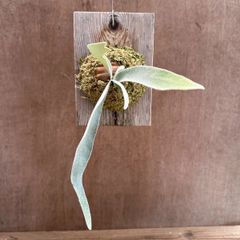 コウモリラン ベイチー  杉板②　Platycerium veitchii ビカクシダ 麋角羊歯 ビーチー ビッチー ヴィーチー 観葉植物 観葉 植物 珍奇植物 珍奇 珍しい ハンギング 吊り下げ 吊るす インテリア プレゼント おしゃれ かわいい おうち時間