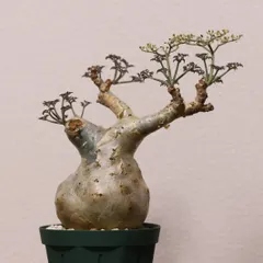 2025年最新】キフォステンマ ベティフォルメの人気アイテム