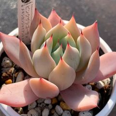 自家交配実生！★ピンクザラゴーサ ×（メキシカンジャイアント×ざわわ） 多肉植物（抜き苗・速達付）自家栽培 国産
