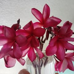 ✨冬場は葉を落としてます✨安心の元気な発根済み苗✨ ❀✿HAWAIIの花プルメリア1苗✿❀ ☘オマケの多肉種ミルク・ブッシュの挿し穂2本☘