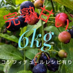 冷凍完熟ブルーベリー6kg （全国送料込み）