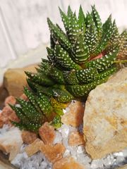 ハオルチア　隼の爪　陶器鉢　化粧砂　化粧岩