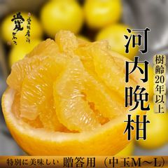 愛媛玉津産　樹齢20年以上　河内晩柑　糖度12度以上　贈答8kg