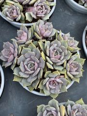 花火 鮮やかな105苗セット 土と根付き 多肉植物 エケベリア 韓国