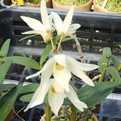 洋蘭 原種 洋ラン Ansellia. africana fma. alba 洋蘭 原種 洋ラン Ansellia. africana fma. alba - メルカリ
