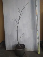 ツリバナマユミ（fukuwarai様専用ページ）複数おまとめ割引