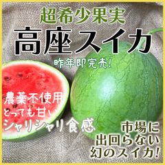 糖度17度以上】甘くて白いとうもろこし⭐︎10本 - メルカリShops