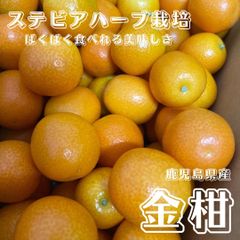【店長一押し！】完熟キンカン  鹿児島県産  3kg