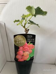 ぶどう★シナノスマイル★巨峰やピオーネよりも甘く酸味が少ない