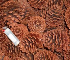 Item thumbnail for item 4b6442c0-eaab-4868-b2cf-736b74daba52