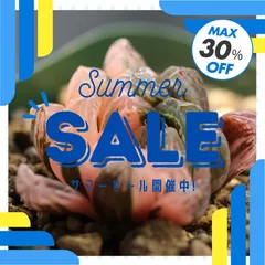 サマーセール　数量限定　ピンクに染まるオブツーサ錦　小苗