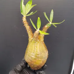 グラキリス ベアルート 現地球 ファイナルラストサマーセール品_15 2025年最新】ベアルート グラキリスの人気アイテム - メルカリ