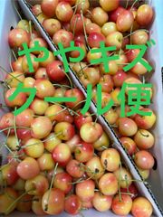 さくらんぼ（紅きらり）Mサイズ 箱込1キロ程度 山形県産