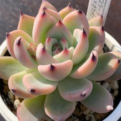 人気レア品種！★コロラータタパルパ×ざわわ 多肉植物（抜き苗・速達付）自家栽培 国産①