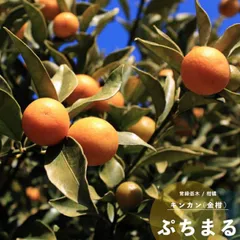 2026年最新】種なしキンカンぷちまるの人気アイテム - メルカリ