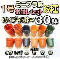 〇平日＊日中注文即日発送＊1号鉢ミニプラ鉢6タイプ各5鉢の合計30鉢お買い得お試しセット※1回限り＊多肉植物・塊根植物コーデックス・アガベ・サボテン・盆栽・観葉・ハオルチア・アデニウム・パキポディウム・実生＠フラワーショップ江口