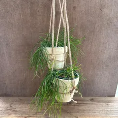 【サンプル】テラコッタポット　リプサリス カスッサ  Rhipsalis cassutha カスタ バッキフェラ 糸葦 イトアシ 森林サボテン ジャングルサボテン 観葉植物 観葉 植物  多肉植物 多肉 カクタス サボテン ハンギングにオススメ グリーン