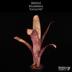 Billbergia 'Arribella'〔ビルベルギア〕現品発送B300 送料無料】Billbergia 'Arribella'〔ビルベルギア〕現品発送B300