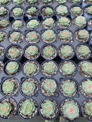 抜き苗 フローズンリップ MY50×18株 ふっくら 多肉植物 エケベリア サボテン 韓国苗 新入荷