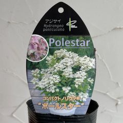 【シュラブ】ノリウツギ・ポールスター　3号ラベル苗