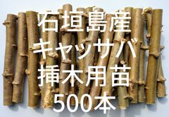 ☆キャッサバ挿木用苗木(穂木)500本入り☆(黄色系スイート種)・沖縄県石垣島産